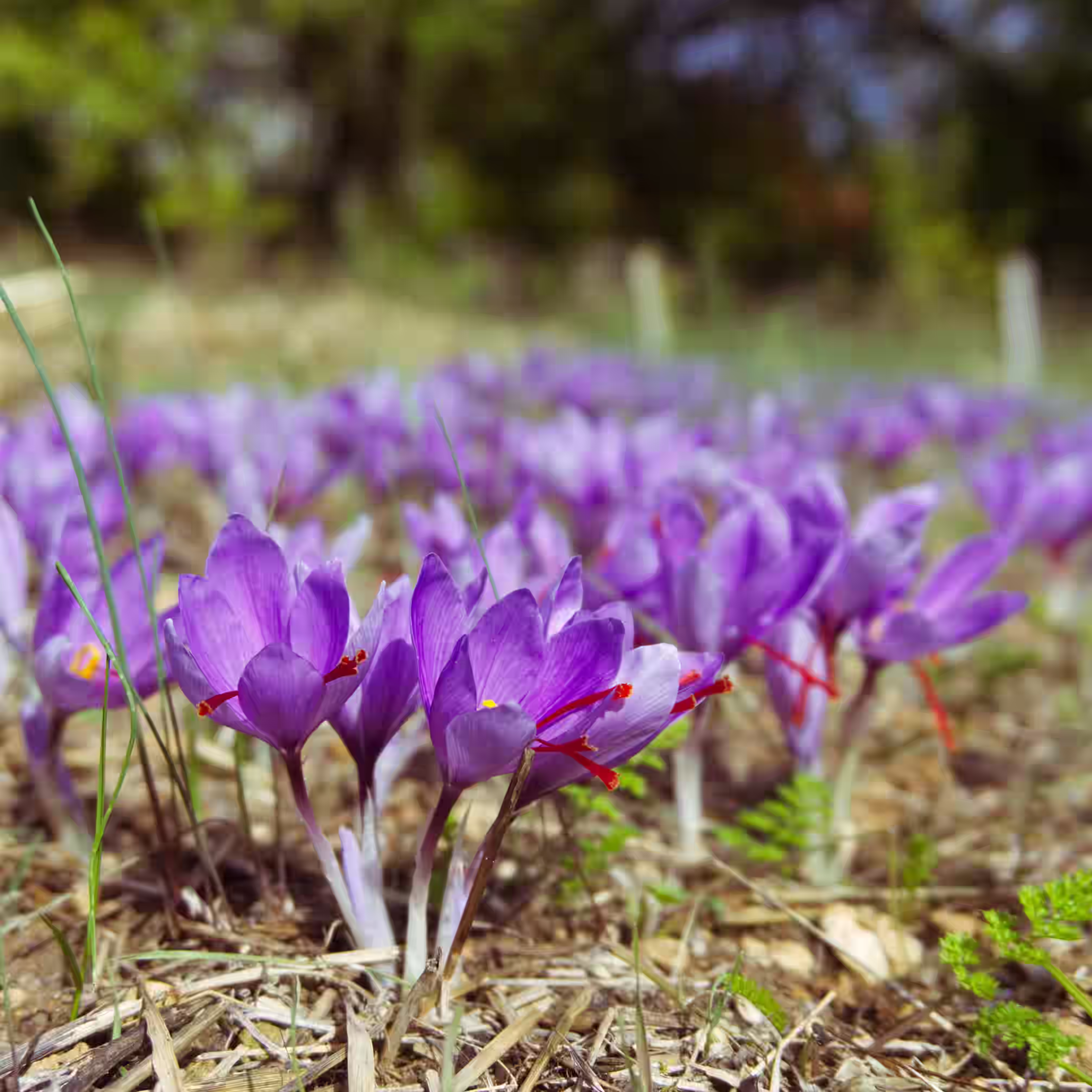 Purple saffron crocus flowers growing in a field showing the crocus plant used for saffron cultivation.