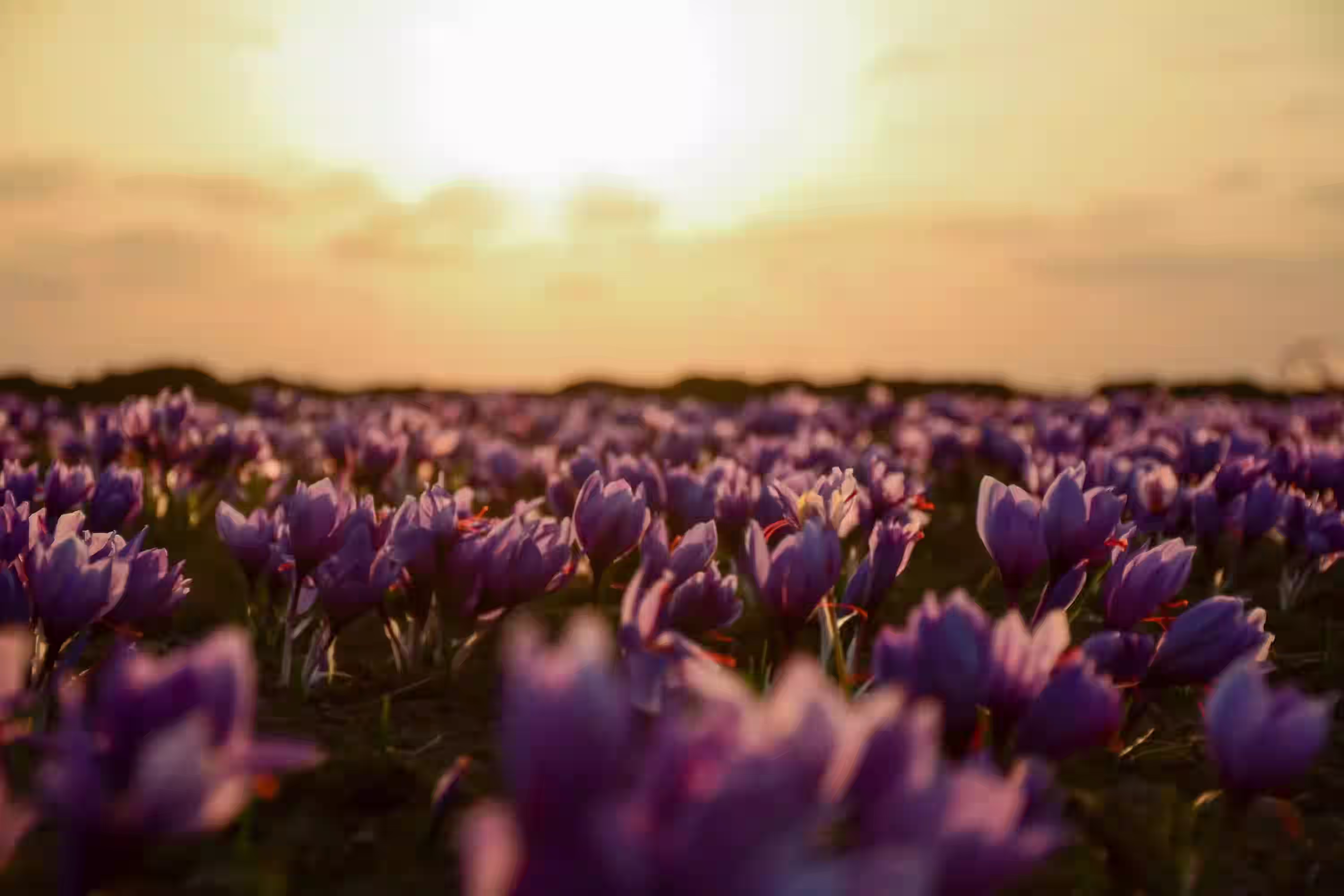 Field of purple saffron flowers during sunset showing natural cultivation